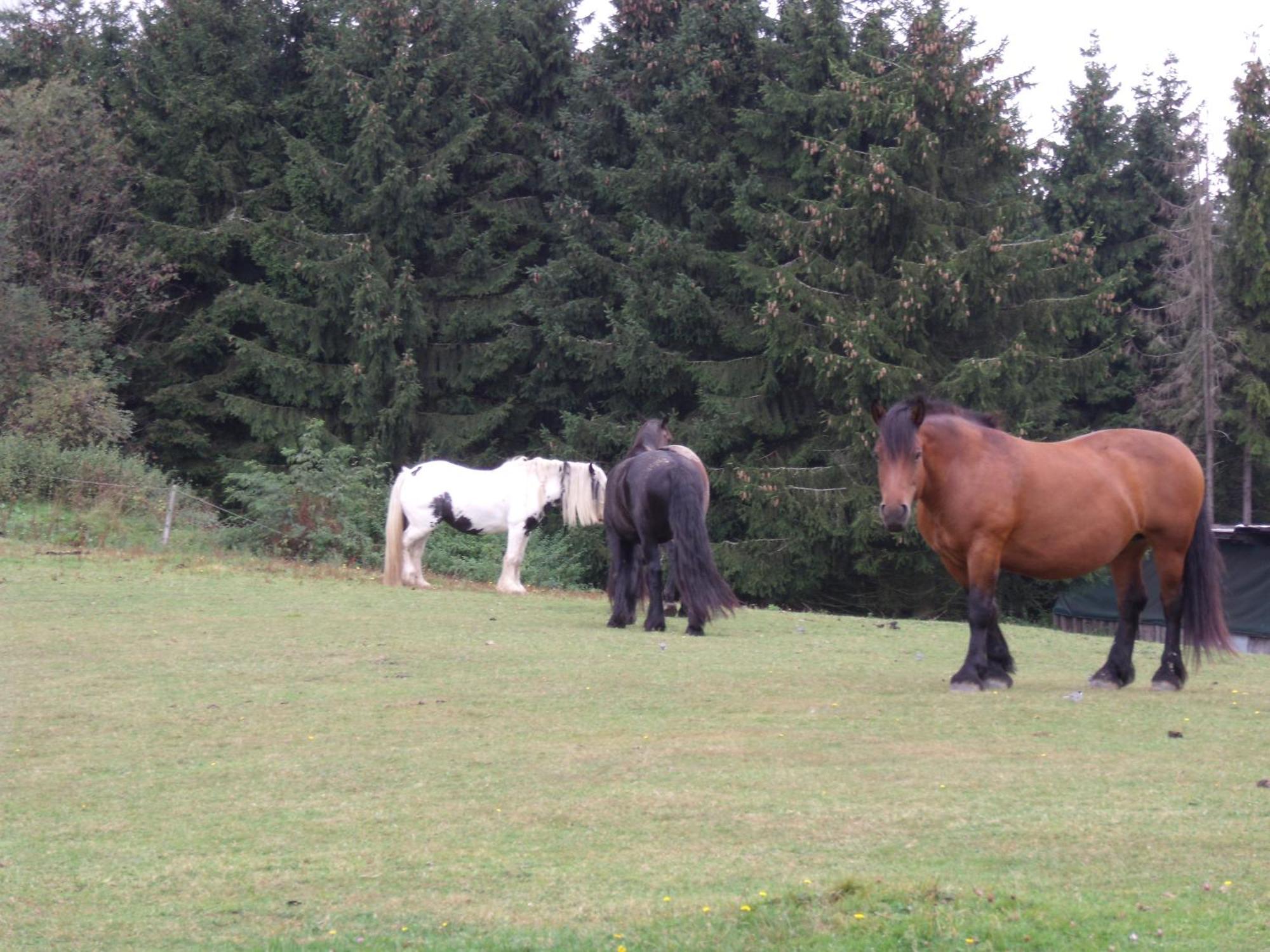 B&B All Seasons Winterberg Esterno foto